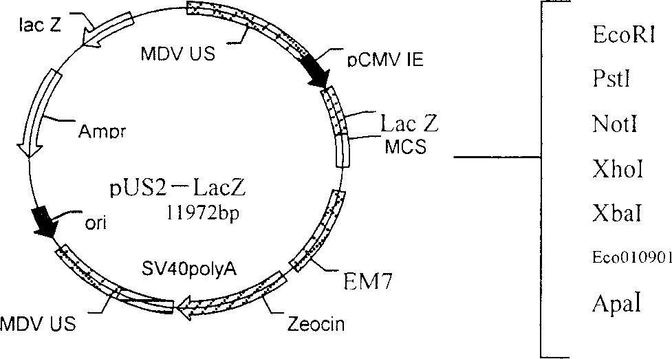 Recombinant chicken Marek's disease virus transfer vector and application thereof