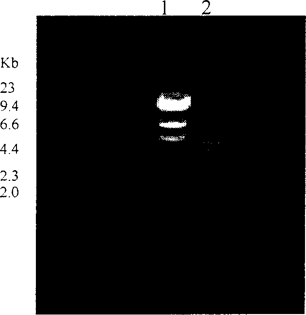 Recombinant chicken Marek's disease virus transfer vector and application thereof