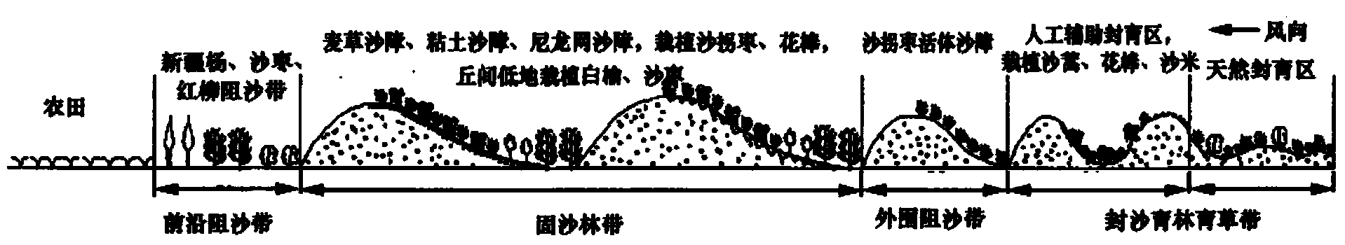 Desertificated land treatment method for windy and sandy area in arid desert