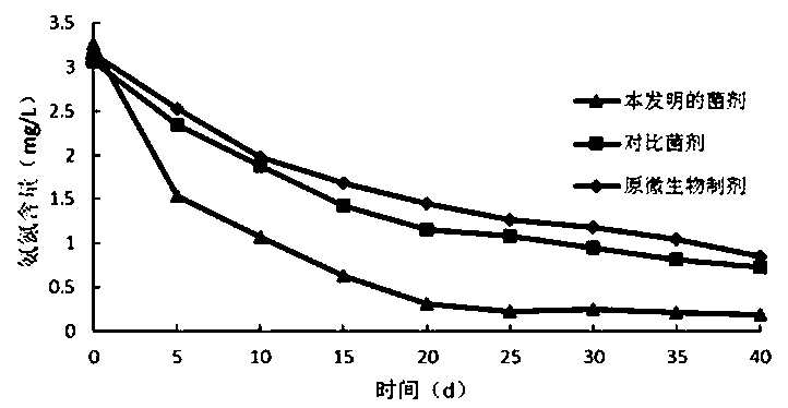 Water body remediation microbial inoculum and preparation method thereof