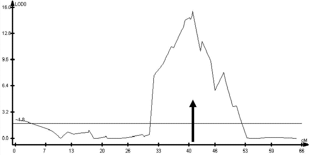 Soybean mosaic virus major gene locus and application thereof