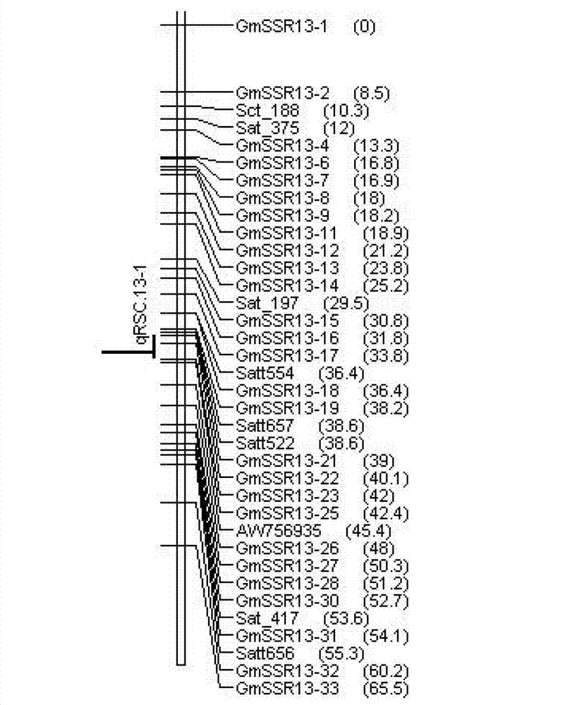 Soybean mosaic virus major gene locus and application thereof