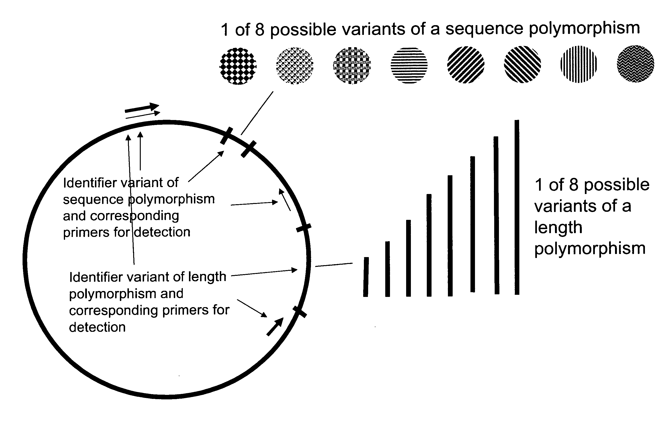 Method of identifying a biological sample for methylation analysis