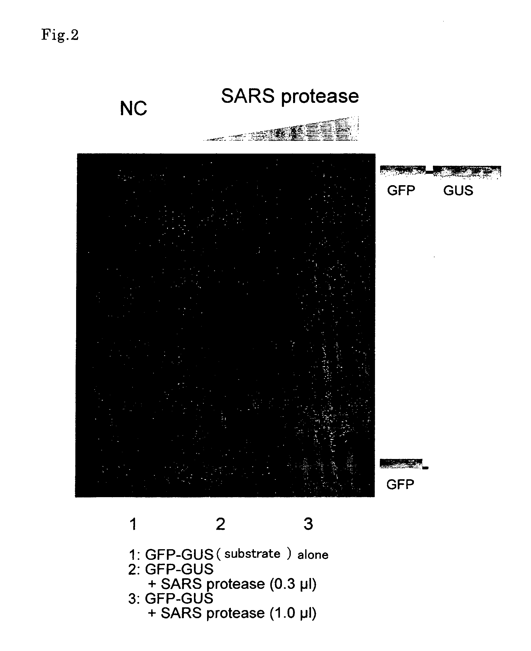 Novel high-throughput screening method of drug for bioactive protein