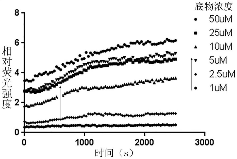 Papaya-like protease inhibitor screening kit and application thereof