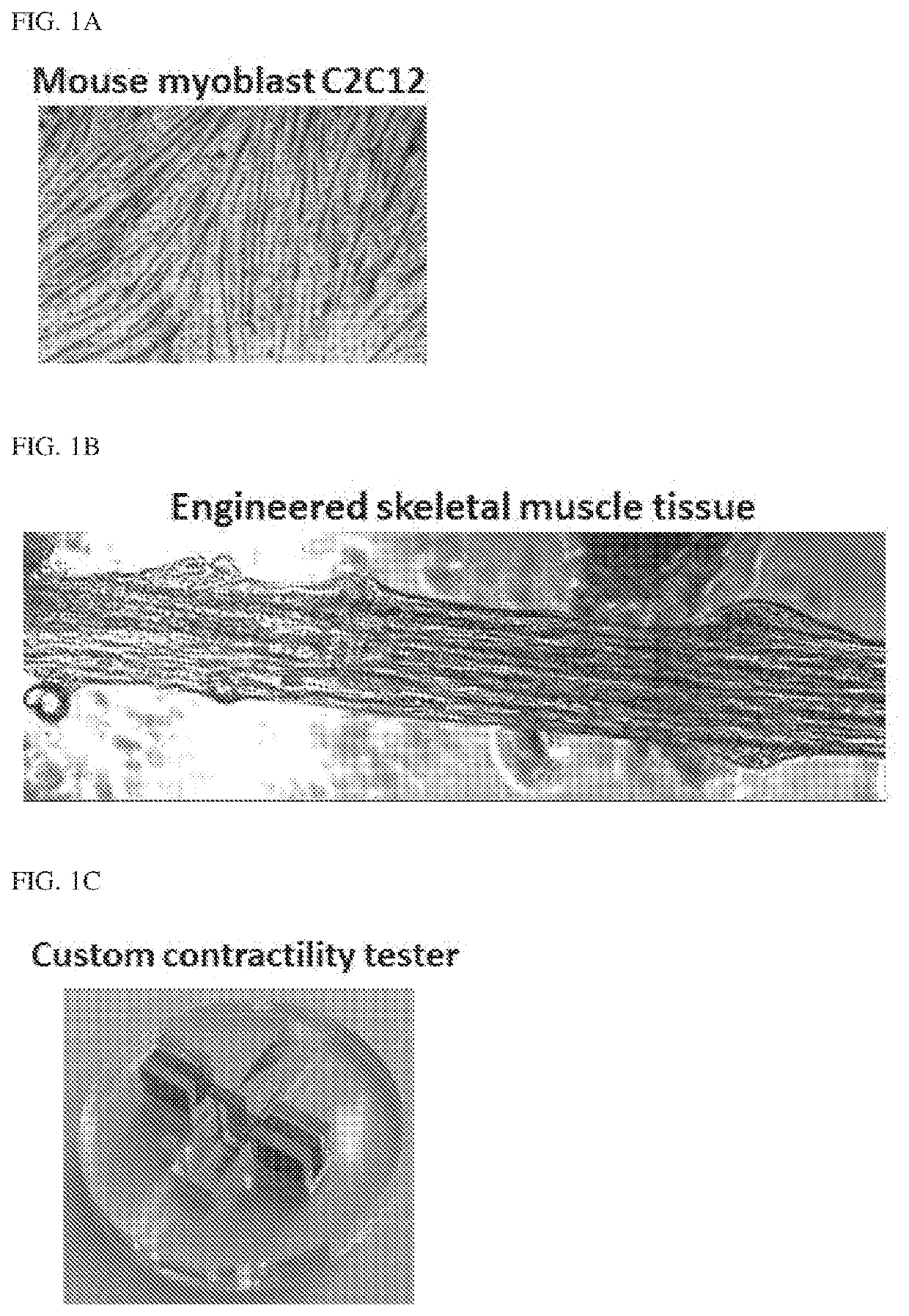 Compositions and methods to increase muscular strength