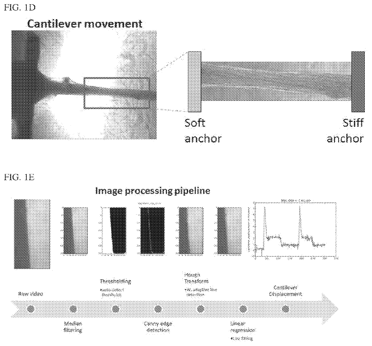 Compositions and methods to increase muscular strength