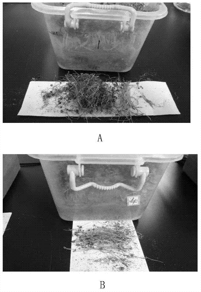 Watermelon seed disinfection technology for controlling occurrence of bacterial fruit blotch and application of watermelon seed disinfection technology