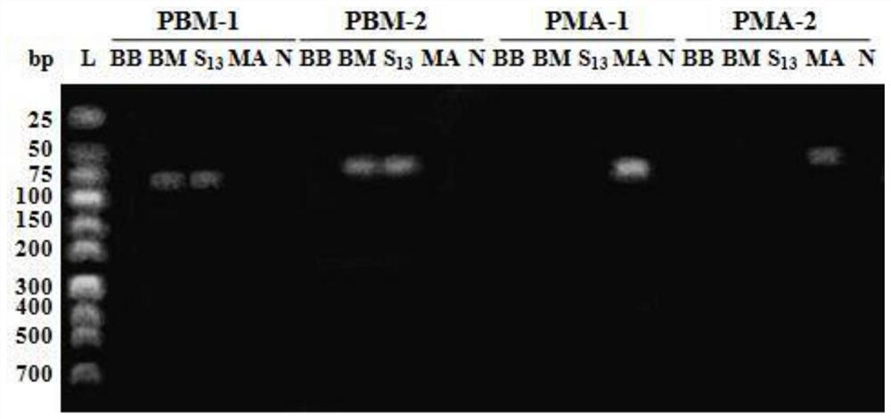 A group of specific primers for identifying Bombyx mori and its identification method