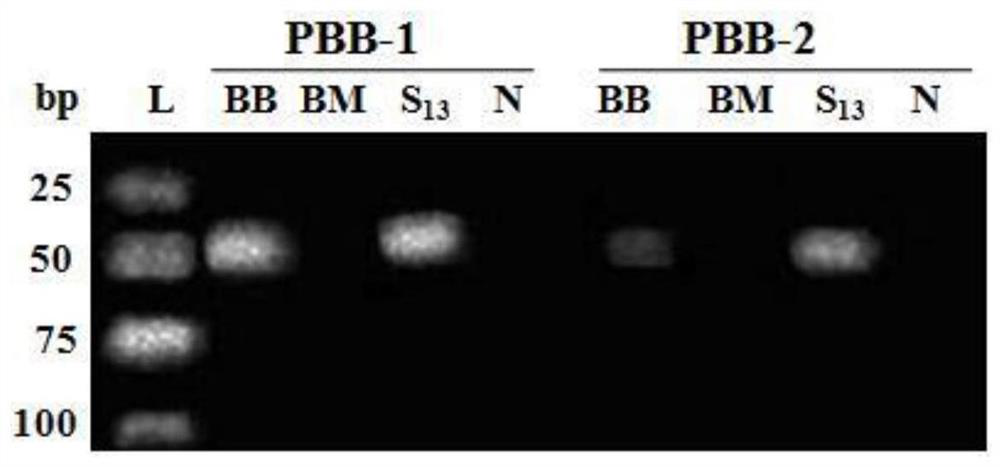 A group of specific primers for identifying Bombyx mori and its identification method