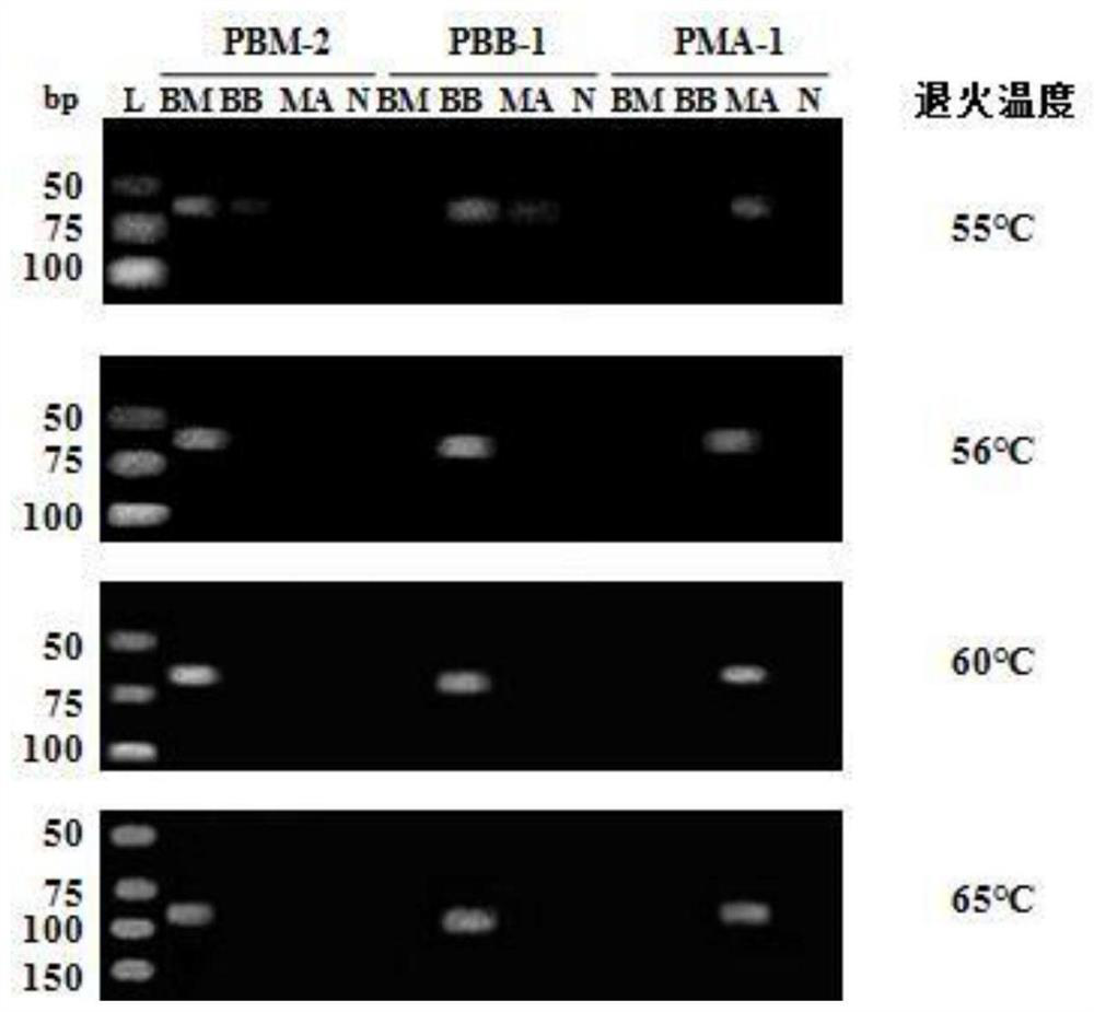 A group of specific primers for identifying Bombyx mori and its identification method