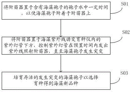 Seaweed ultraviolet mutation breeding method and seaweed ultraviolet mutation breeding apparatus