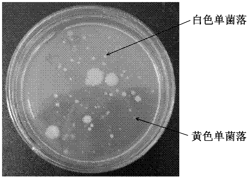 Method for specifically separating sphingomonas yanoikuyae by combining streptomycin resistance surface plate based on special primer polymerase chain reaction (PRC)