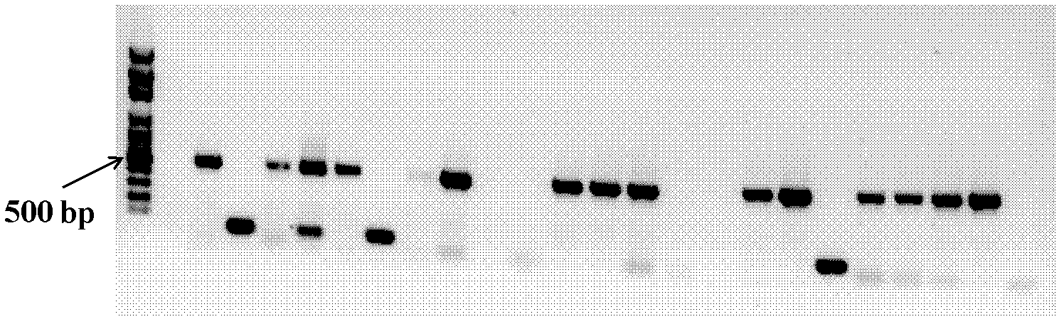 Method for specifically separating sphingomonas yanoikuyae by combining streptomycin resistance surface plate based on special primer polymerase chain reaction (PRC)