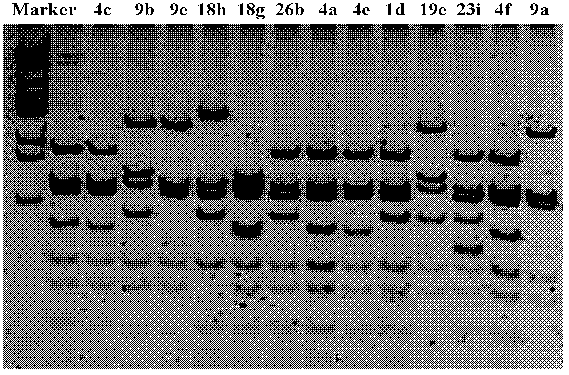 Method for specifically separating sphingomonas yanoikuyae by combining streptomycin resistance surface plate based on special primer polymerase chain reaction (PRC)