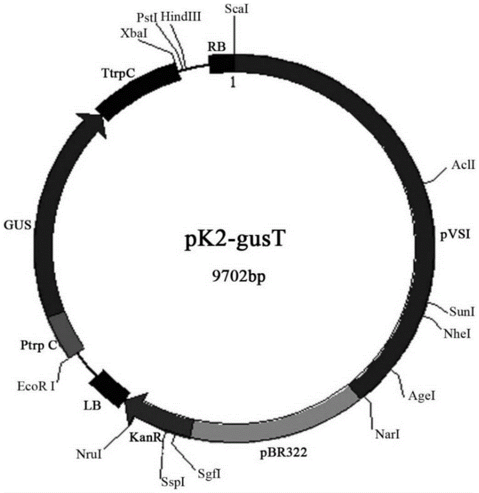 Method for improving beauveria bassiana conidiospore yield and virulence by use of genetic manipulation