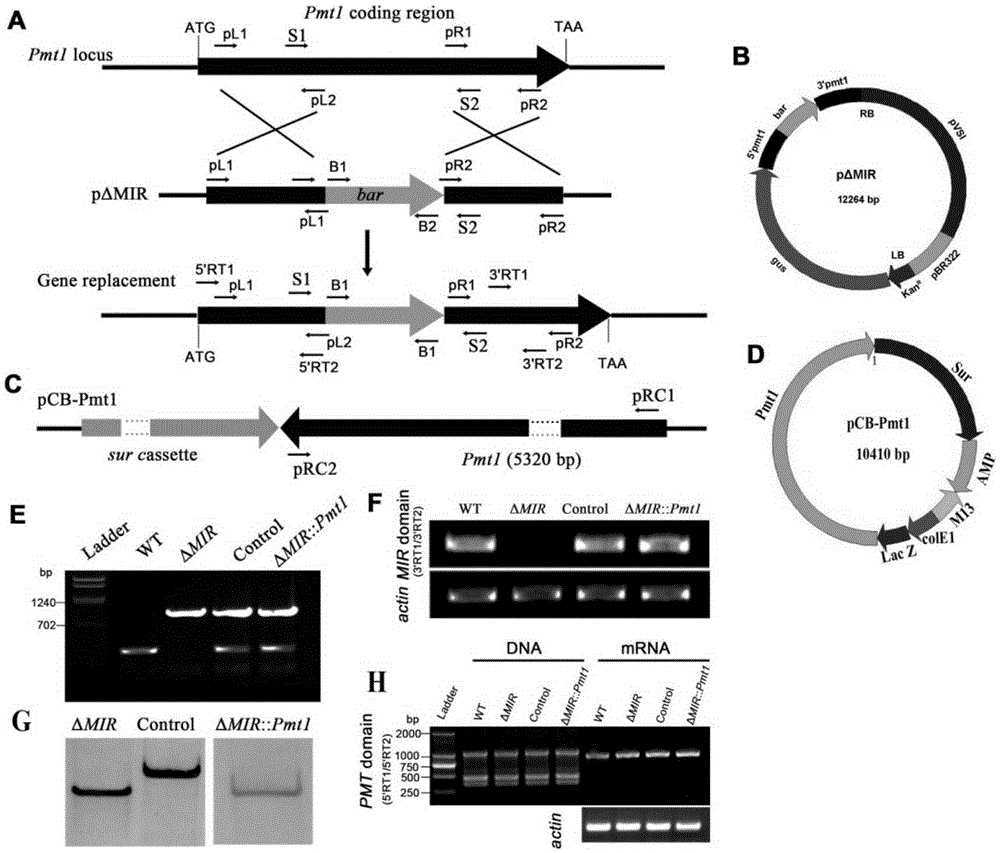 Method for improving beauveria bassiana conidiospore yield and virulence by use of genetic manipulation