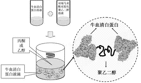 Bovine serum albumin nano microsphere preparation method