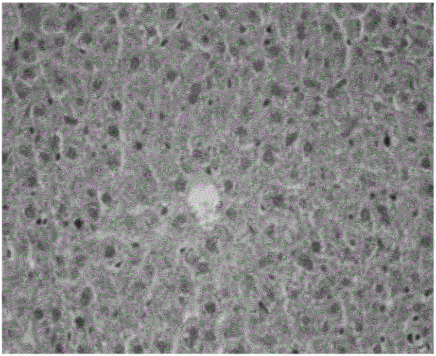 Method for establishment of non-alcoholic fatty liver disease model by utilizing ApoE-/-mice