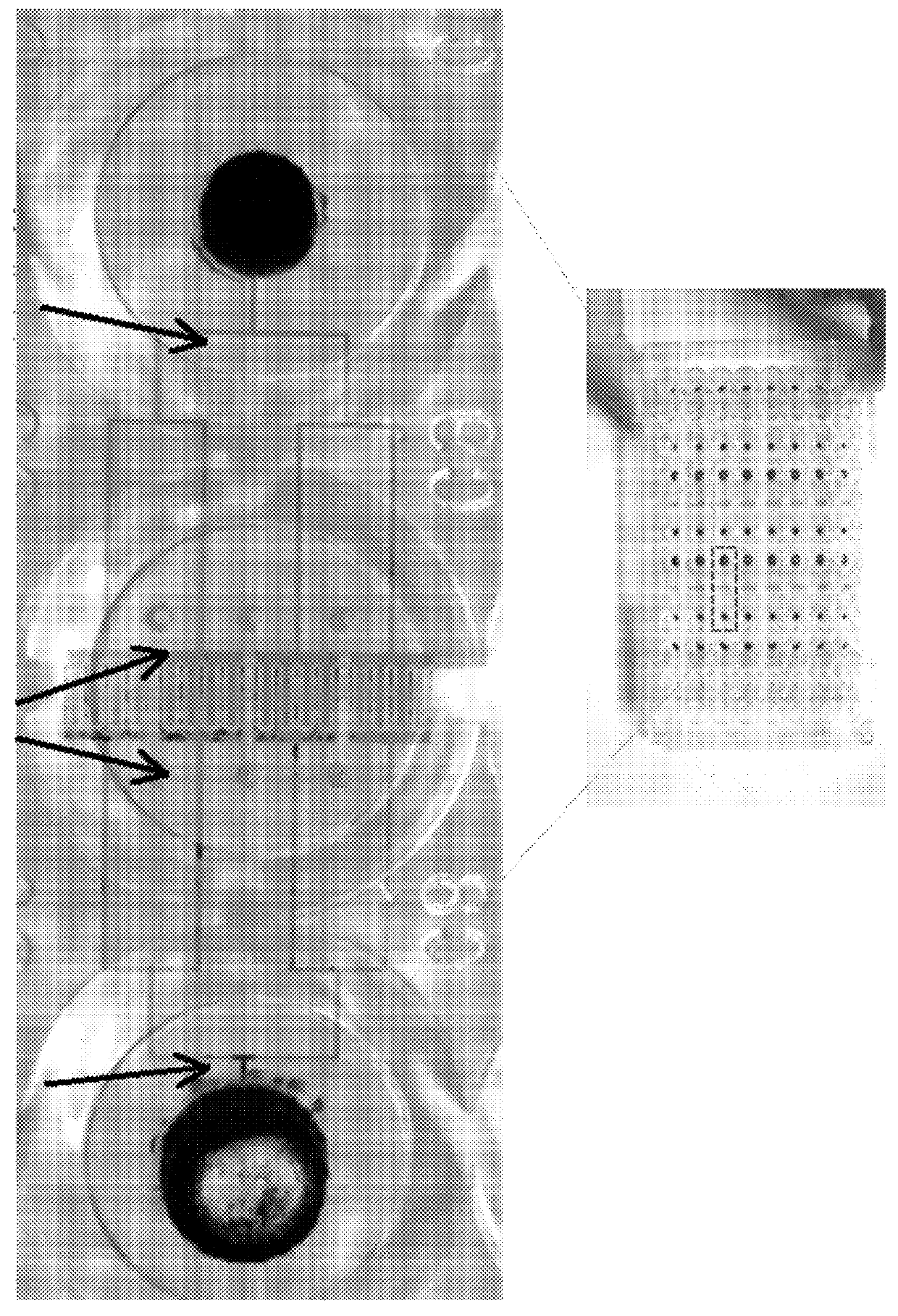 Cell culture array system for automated assays and methods of operation and manufacture thereof