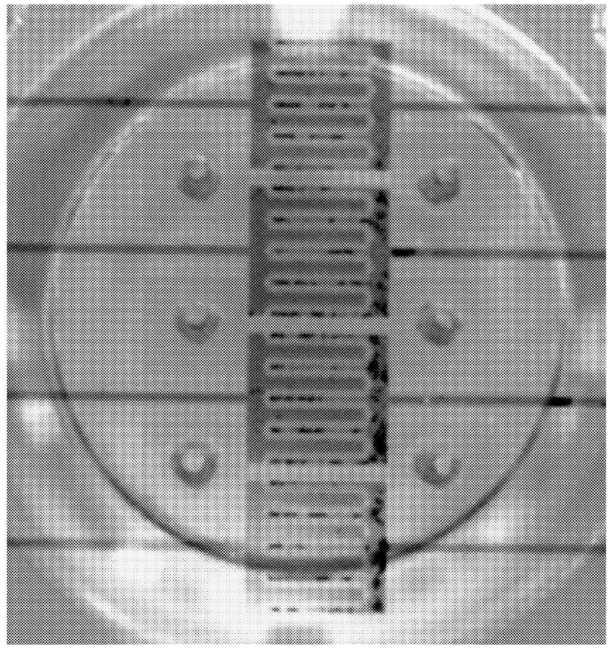 Cell culture array system for automated assays and methods of operation and manufacture thereof