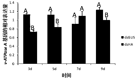 Method for determining influence of exogenous dsRNA on toxicity of ladybugs