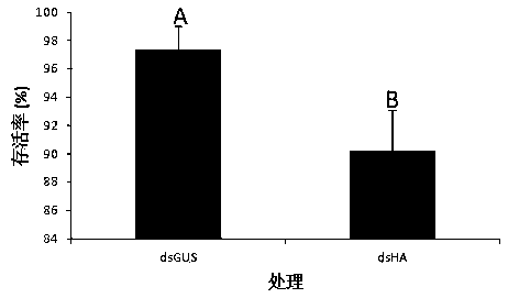 Method for determining influence of exogenous dsRNA on toxicity of ladybugs