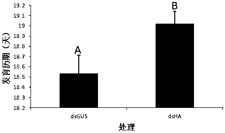 Method for determining influence of exogenous dsRNA on toxicity of ladybugs