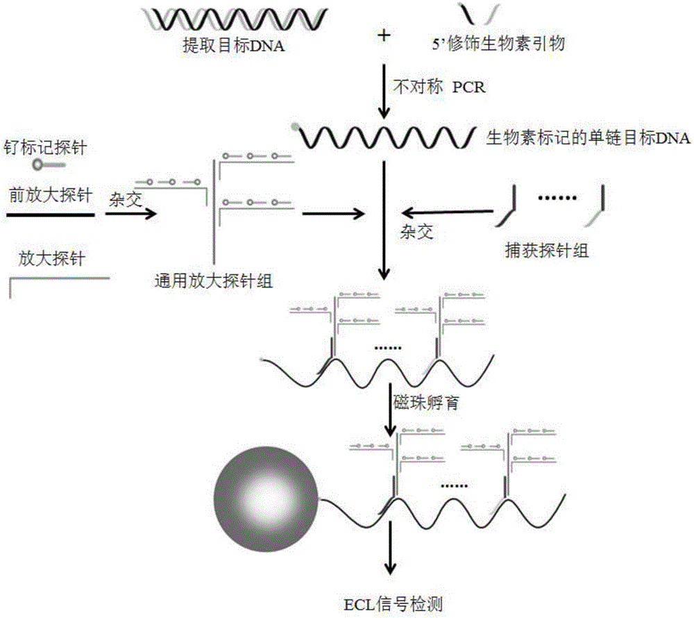 Electrochemical luminescence nucleic acid detection method and kit based on branched DNA (Deoxyribonucleic Acid) amplification signal