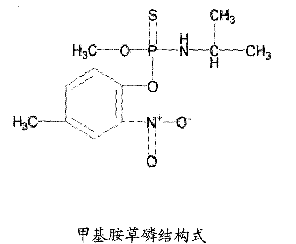 Breeding method for introducing corn parthenogernesis by using amiprofos-methyl