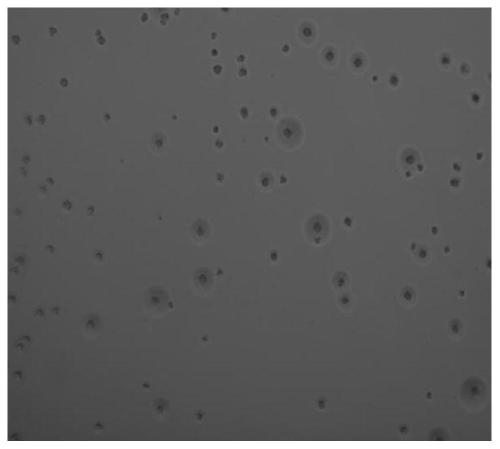 Fluid culture medium and method for isolated-culturing mycoplasma gallisepticum using same