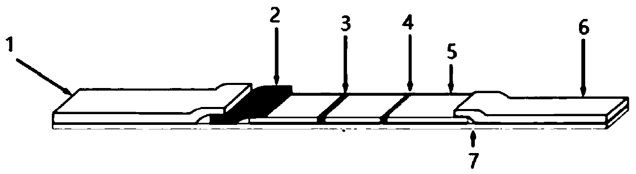 Time-resolved fluorescence immunochromatographic reagent strip for rapid detection of cyclosporine