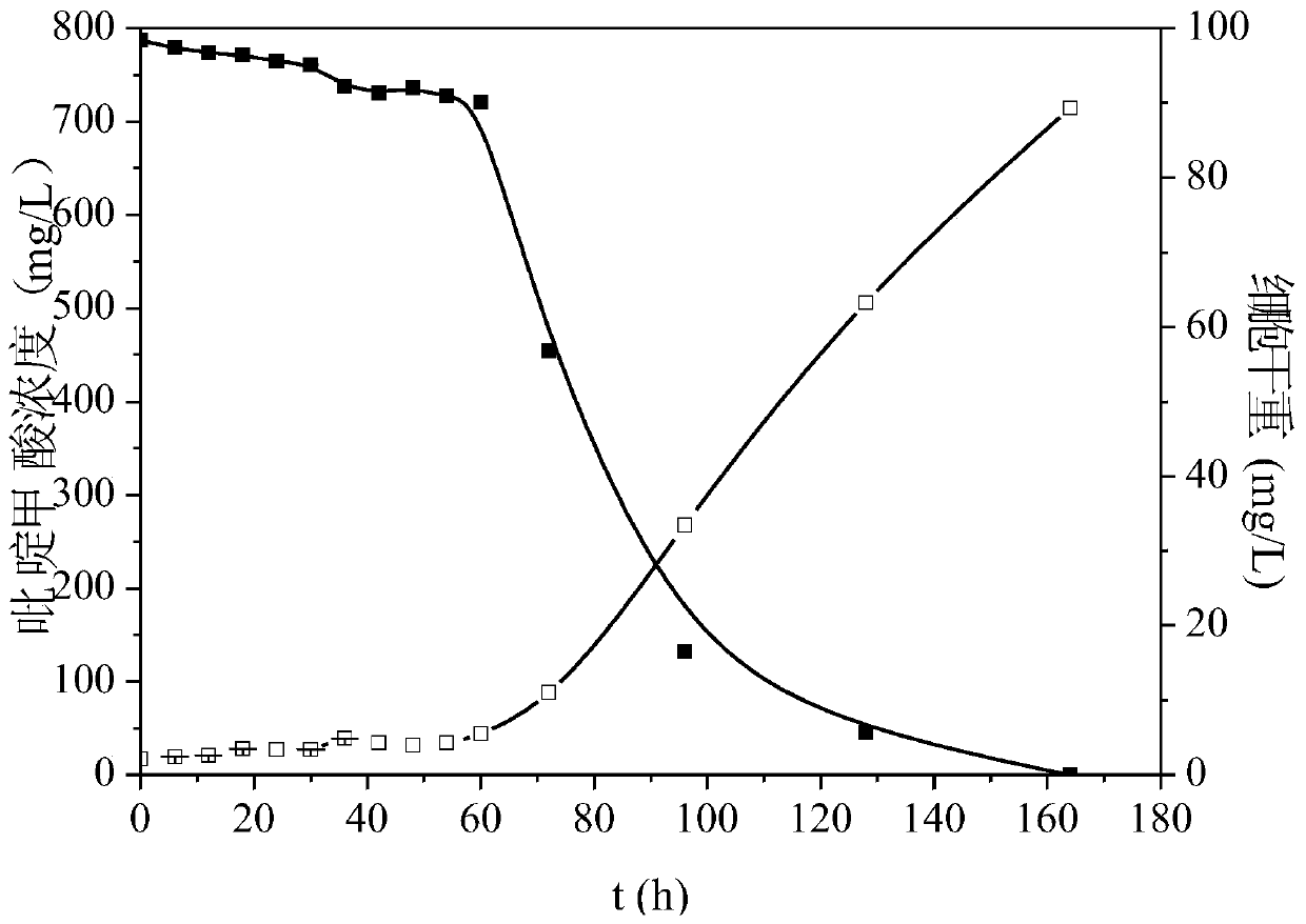 A high-efficiency Burkholderia strain for degrading picolinic acid and its application