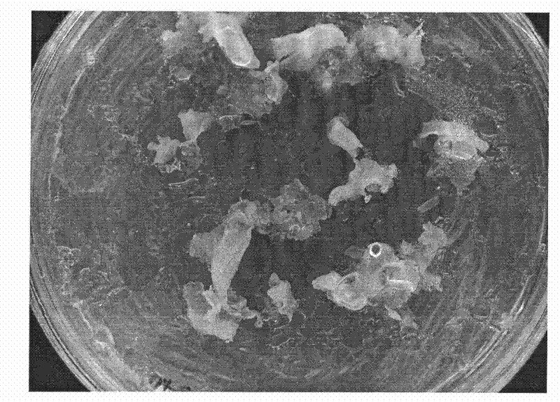 Plant regeneration method of dianthus caryophyllus direct somatic embryo generating path and special culture medium