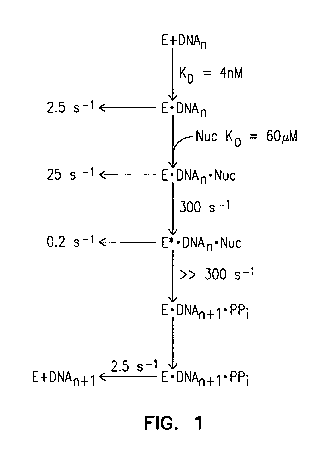 Mutant DNA polymerases and methods of use