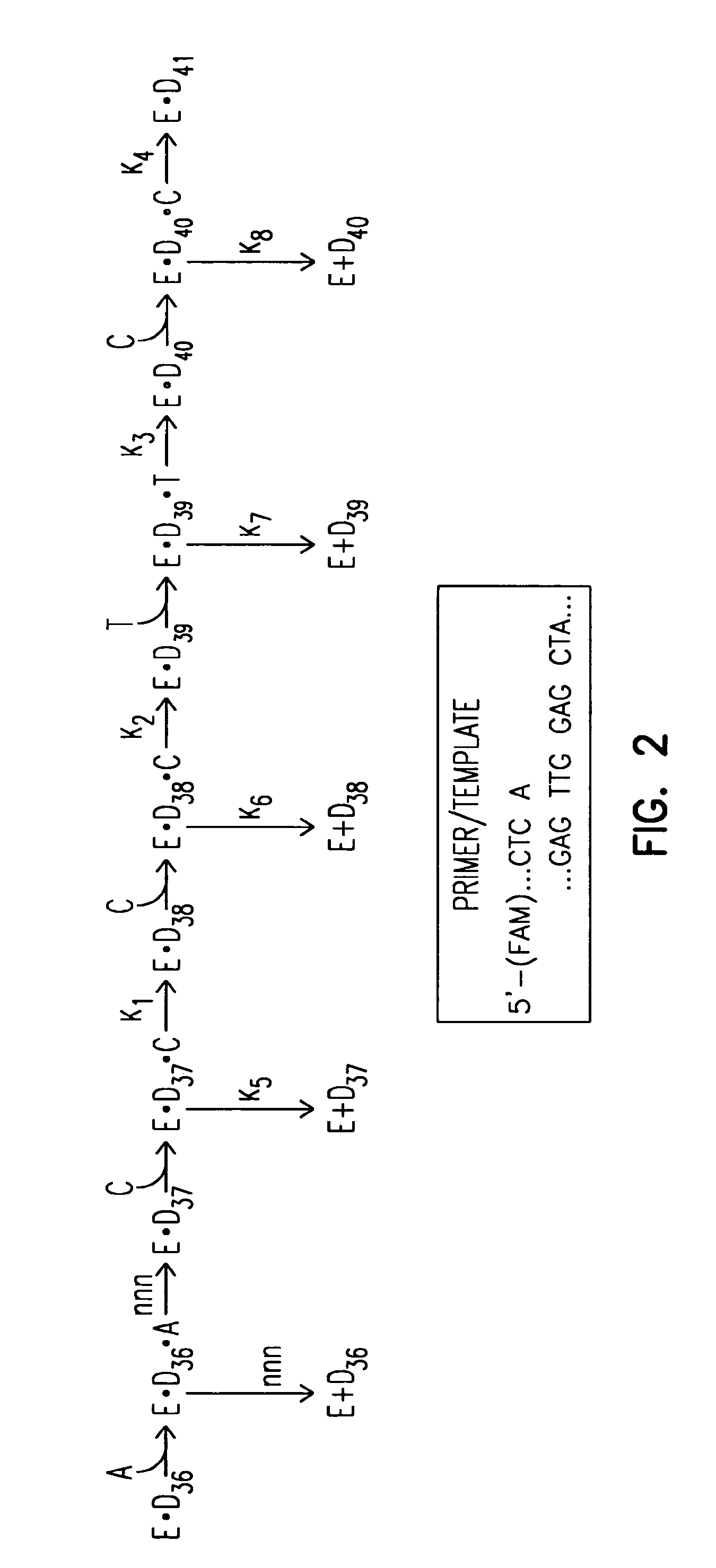 Mutant DNA polymerases and methods of use