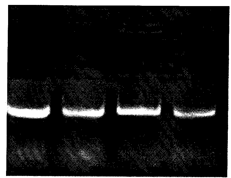 Human genetic engineering antibody TRD 109 as well as preparation method and application thereof