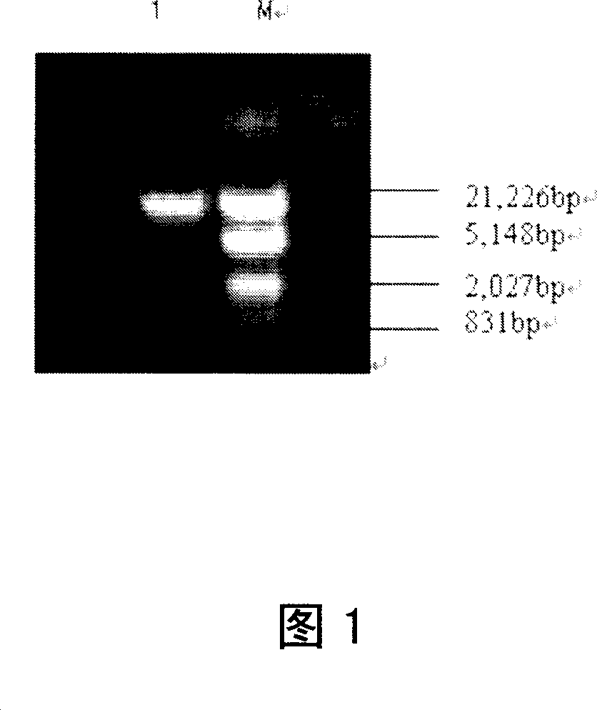 Saliva streptococcus 57.I urase gene and its urase