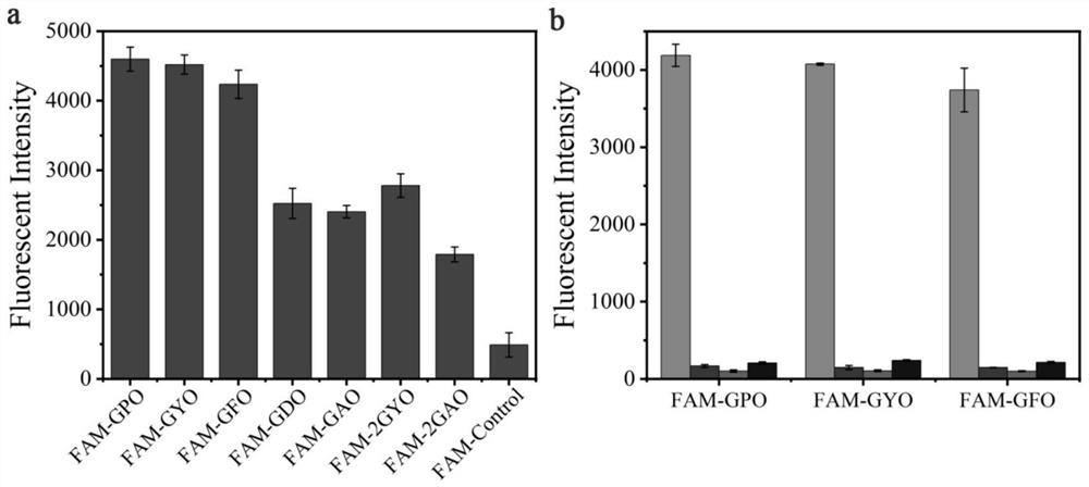 A collagen targeting polypeptide probe containing aromatic amino acids, preparation method and application thereof