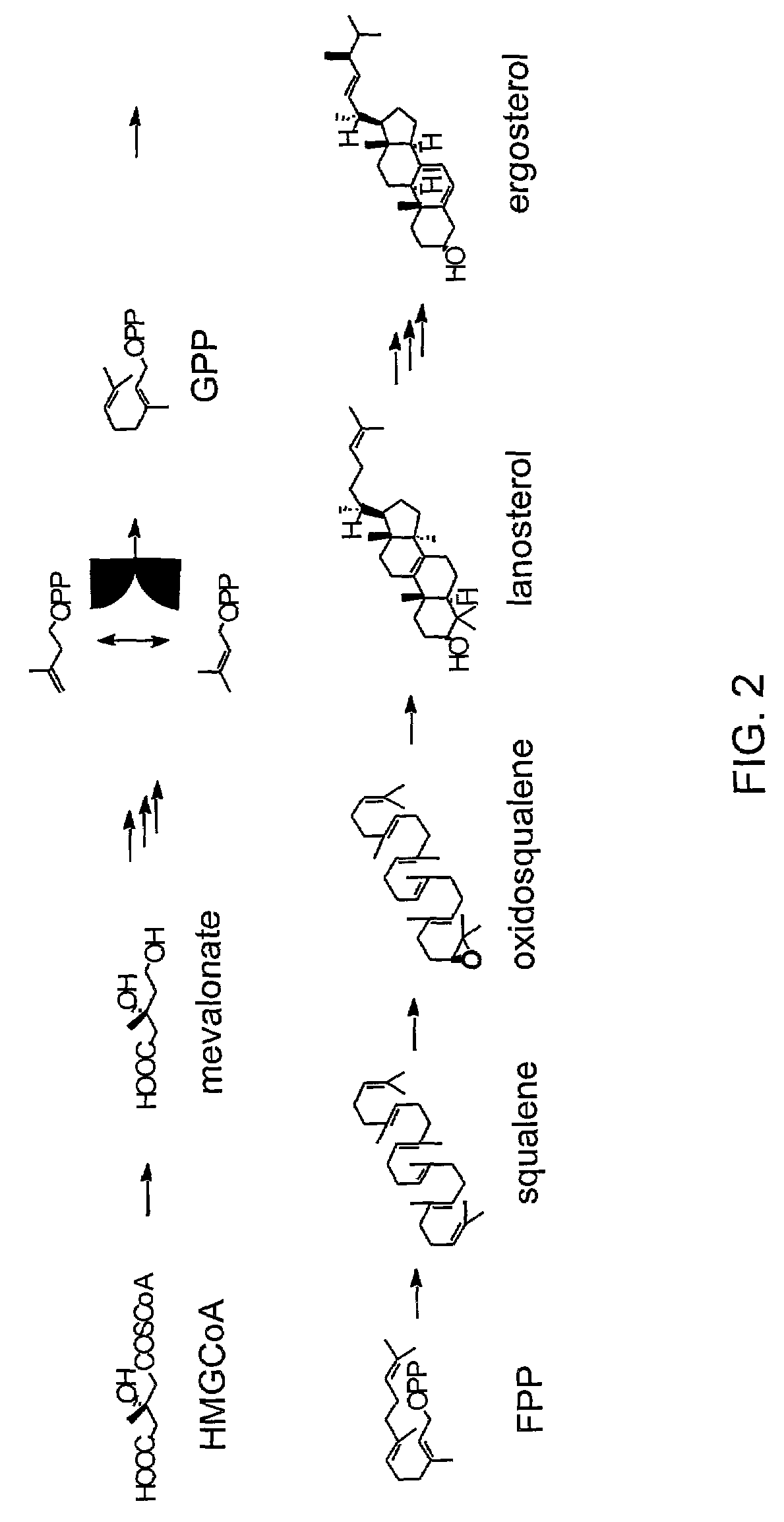 Diterpene-producing unicellular organism