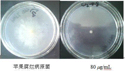 Pyridine heterocyclic quaternary ammonium salt cationic surfactant agricultural bactericide