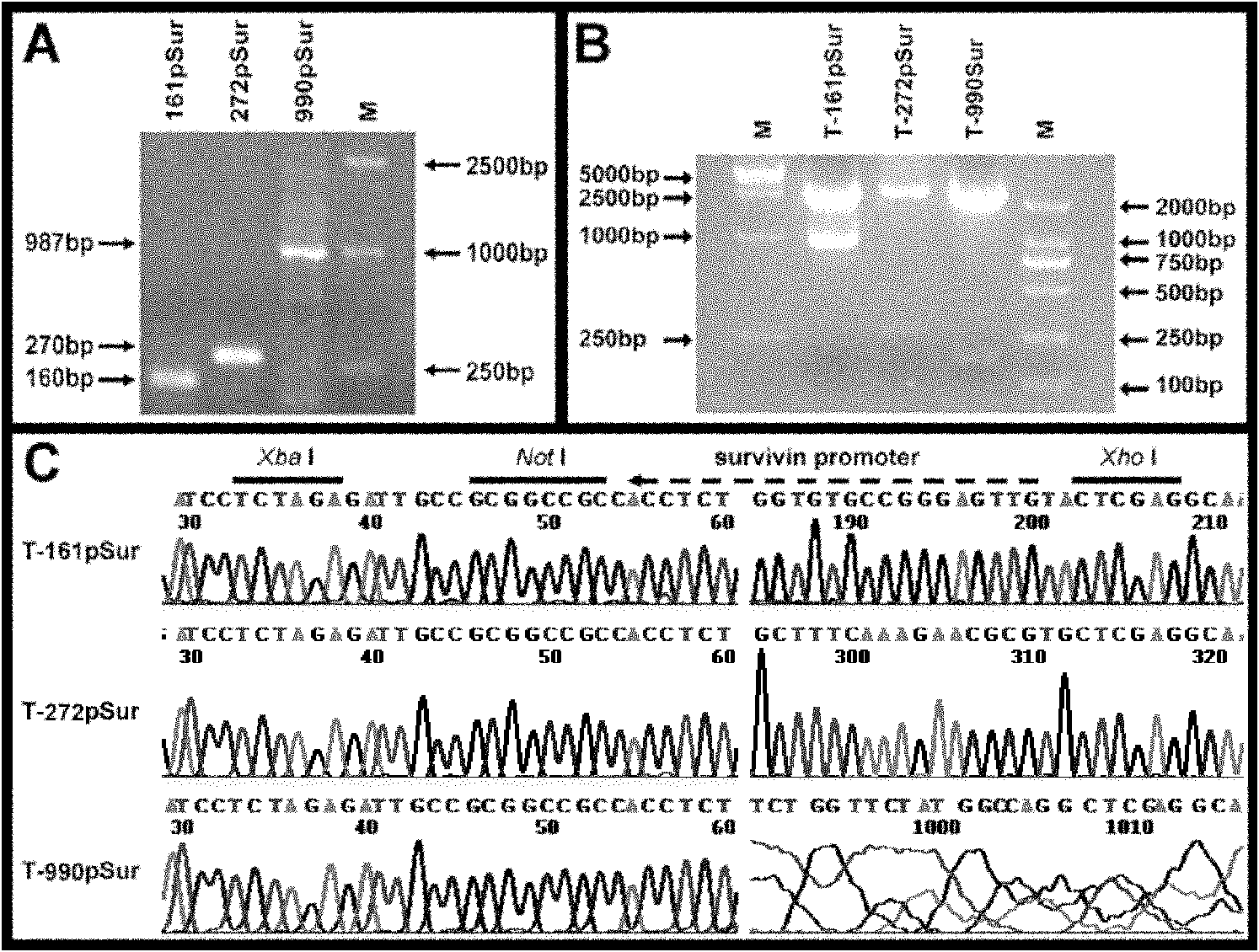 Recombinant slow virus vector, recombinant slow virus and stem cell containing recombinant slow virus