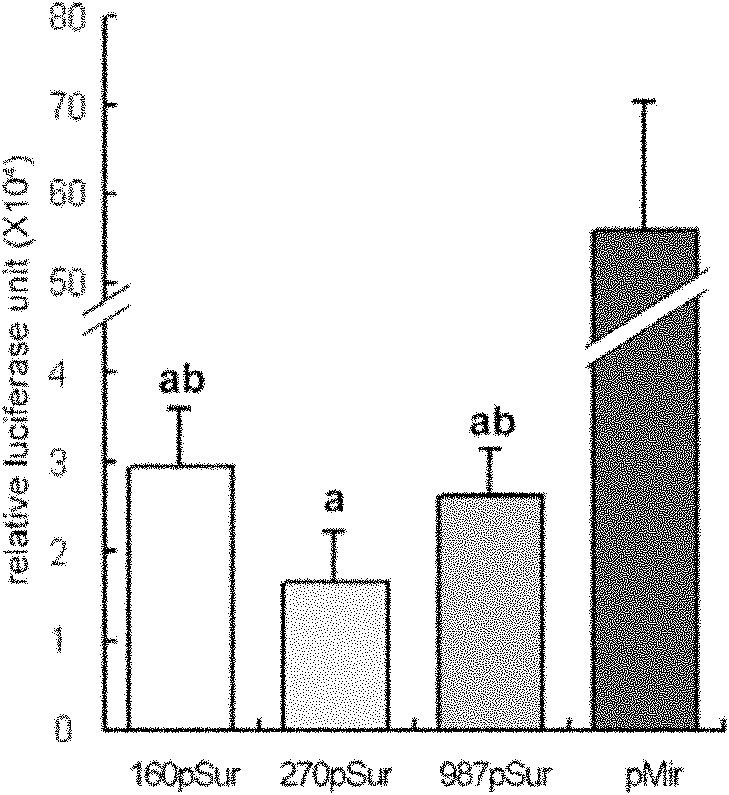 Recombinant slow virus vector, recombinant slow virus and stem cell containing recombinant slow virus