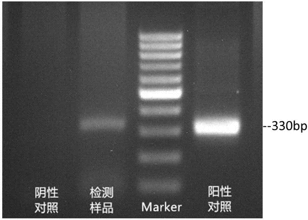 Sampling method and detection method of detecting common vertical transmission pathogen of newborn piglet