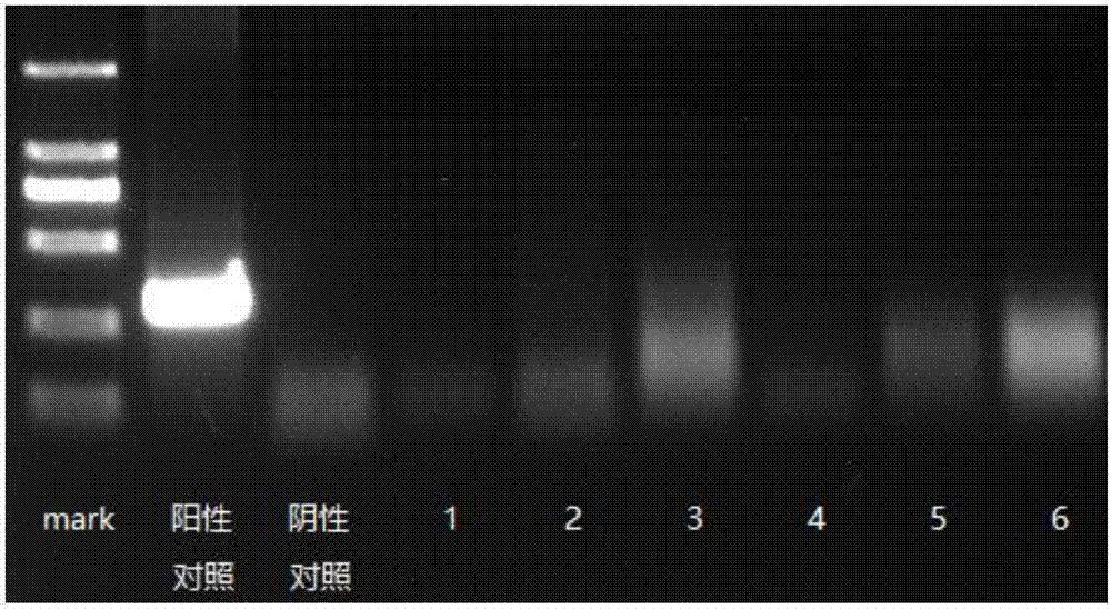 Sampling method and detection method of detecting common vertical transmission pathogen of newborn piglet