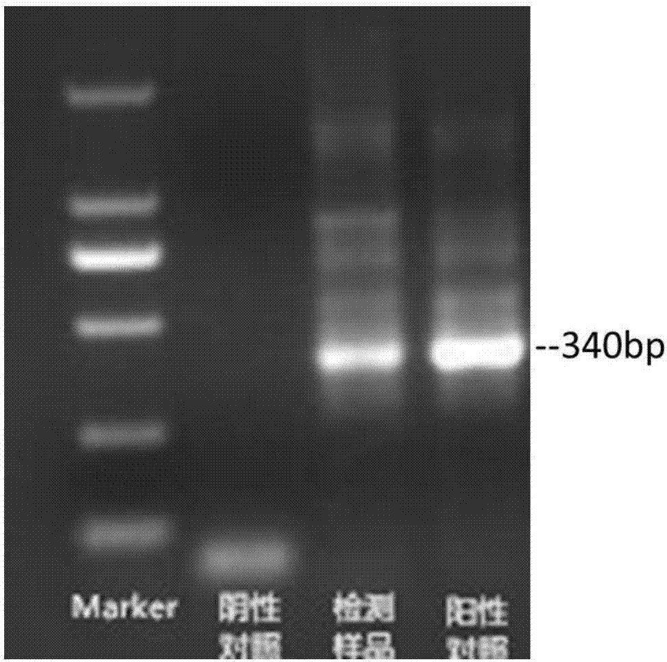 Sampling method and detection method of detecting common vertical transmission pathogen of newborn piglet