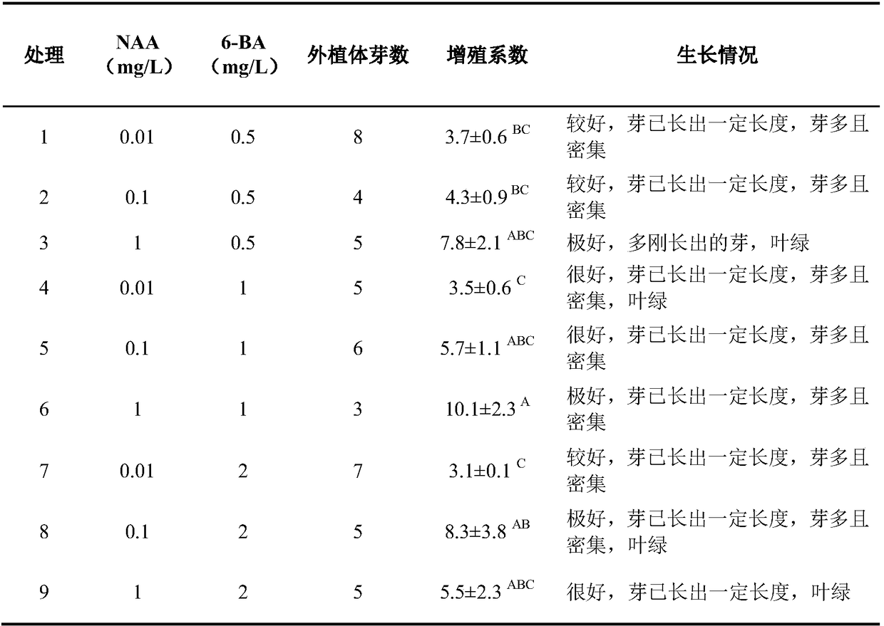 Syngonium podophyllum golden regeneration system building method