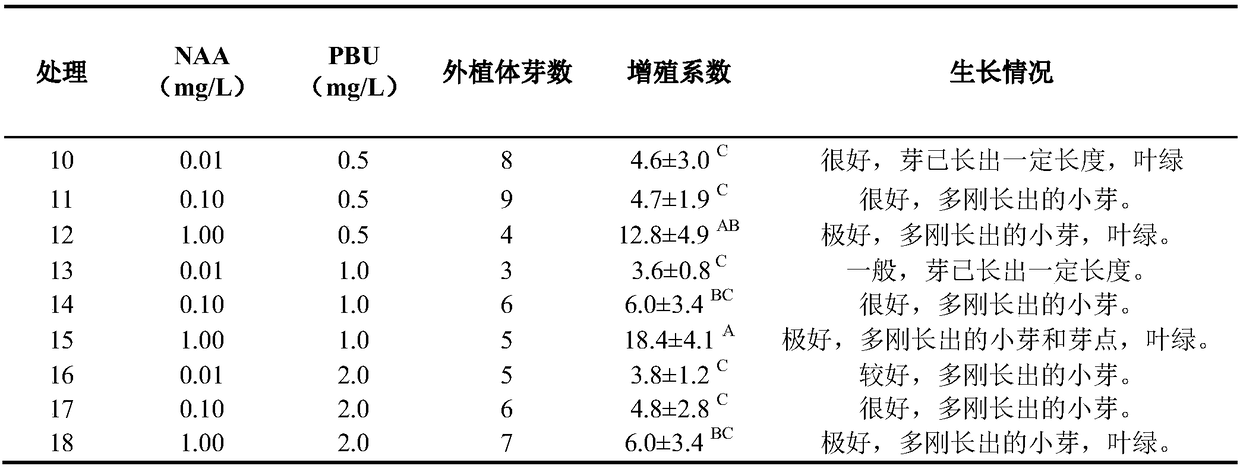 Syngonium podophyllum golden regeneration system building method