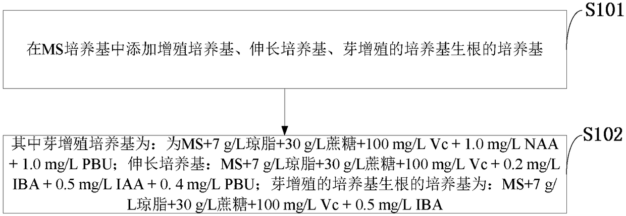 Syngonium podophyllum golden regeneration system building method