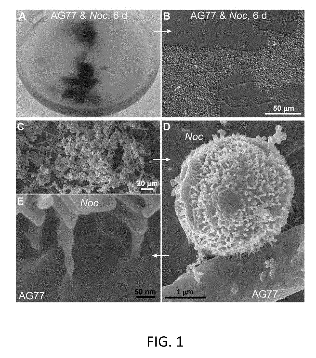 Lipid biosynthesis and abiotic stress resilience in hotosynthetic organisms